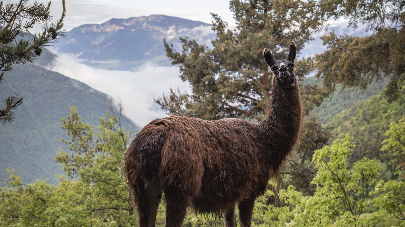 Pictures from Hotel Magdalener Hof in Bolzano Pictures from Hotel Magdalener Hof in Bolzano